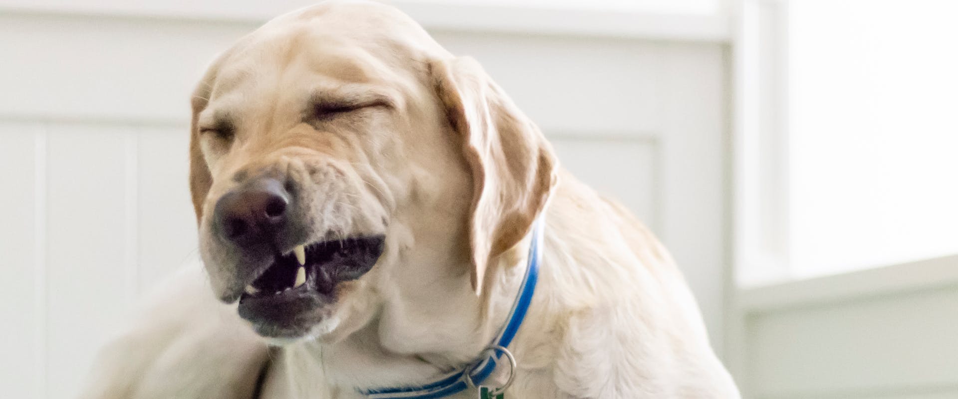 Dog sneezing deals cold